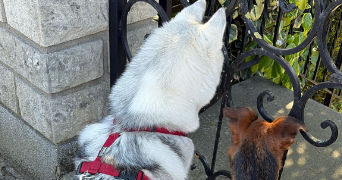 julie dog sitter à VILLEMOISSON SUR ORGE 91360_2