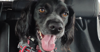 marie pet sitter à LES EPARRES 38300_3