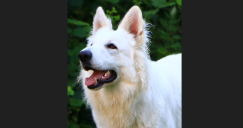 aurel pet sitter à LUMBIN 38660_0