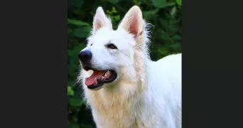 aurel pet sitter à LUMBIN 38660