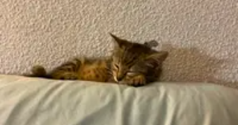 aurore pet sitter à LA GRANDE MOTTE 34280_2