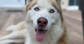 yona pet sitter à LE CANNET 06110_2