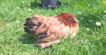 armelle pet sitter à DREUIL LES AMIENS 80470_6