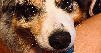 monica pet sitter à RENNES 35200_9