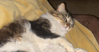 coralie pet sitter à L ISLE SUR LA SORGUE 84800_1
