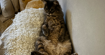 elsa pet sitter à PINSAGUEL 31120_1