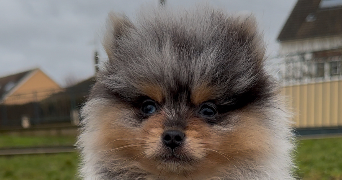 lucie pet sitter à BERCHERES LES PIERRES 28630_1