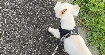 eline pet sitter à LAXOU 54520_1