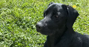angélique pet sitter à COURTOIS SUR YONNE 89100