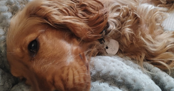 alice pet sitter à PARIS 13 75013_4