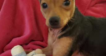sabrina pet sitter à MONTAUBAN 82000_3
