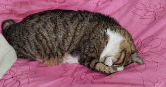 dominique pet sitter à AGEN 47000_1