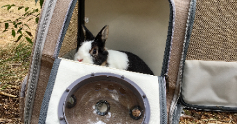 sarah pet sitter à MONTPELLIER 34000_1