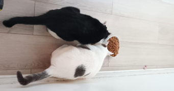 victor pet sitter à COURBEVOIE 92400_9