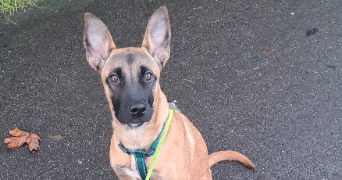 méghane pet sitter à Roissy-en-Brie 77680_8