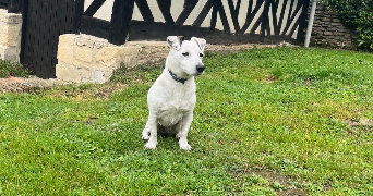 charlotte pet sitter à GRENOBLE 38100_9