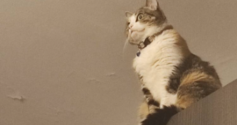 elisabeth pet sitter à ARRAS 62000_3