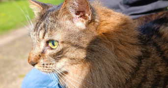gabrielle pet sitter à Bougunais 44340_3