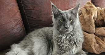 yona pet sitter à THONON LES BAINS 74200_1