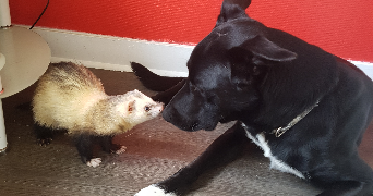 emmanuelle pet sitter à VIGNEUX SUR SEINE 91270_3