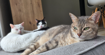 océane pet sitter à PEAULE 56130_2