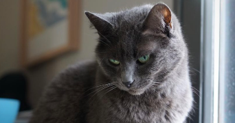 clara pet sitter à CESSON SEVIGNE 35510_1