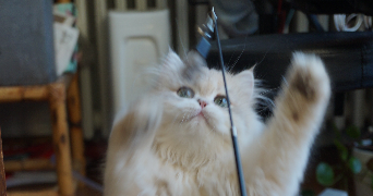 feng pet sitter à LE KREMLIN BICETRE 94270_3