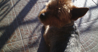 morgane pet sitter à LA SEYNE SUR MER 83500_0