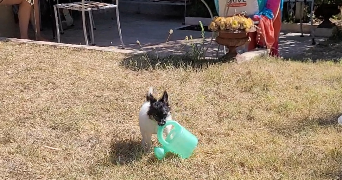 fleur pet sitter à LYON 01 69001_6