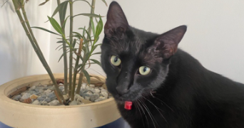 cyndia pet sitter à RENNES 35000_3