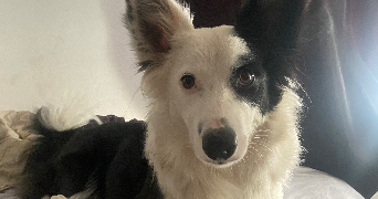 kiara pet sitter à Argens minervois 11200_2