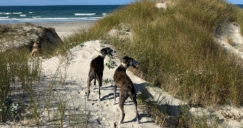 fanny pet sitter à PLONEOUR LANVERN 29720_3