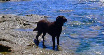 Jocelyne dog sitter à QUIBERON 56170