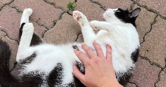 mallaury pet sitter à MESSY 77410_1