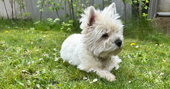 azéline pet sitter à Ymare 76520_7
