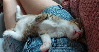 sandrine pet sitter à MOISSY CRAMAYEL 77550_9