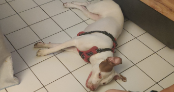 ambre pet sitter à DOMONT 95330_0