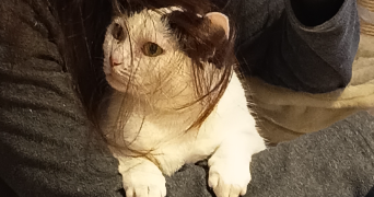 mathéo pet sitter à NANCY 54000_3