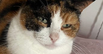 emma pet sitter à MONTPELLIER 34090_1