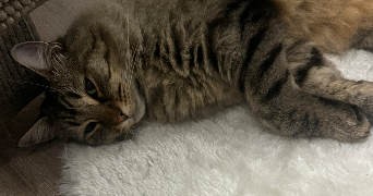 camille pet sitter à VILLENAVE D ORNON 33140_1