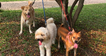 ayu pet sitter à BREST 29200_4