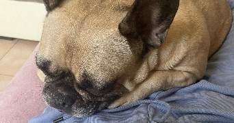 leanne pet sitter à Draveil 91210_1