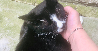 séverine  pet sitter à 59000 Lille 59000_5