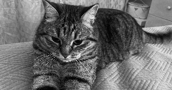 alicia cat sitter à SARTROUVILLE 78500_2