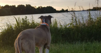 loris et agathe pet sitter à BERRY BOUY 18500_2