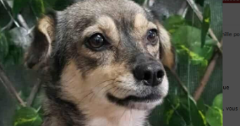 angéline pet sitter à PARIS 12 75012_2