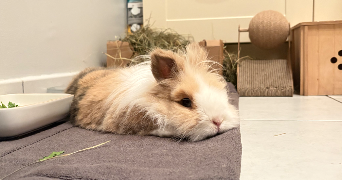 solène pet sitter à NOISY LE GRAND 93160_9