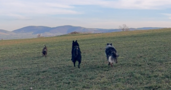 angélique pet sitter à Grammond 42140_2