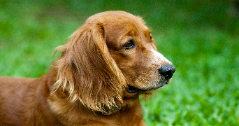 florence dog sitter à TOUQUES 14800_0