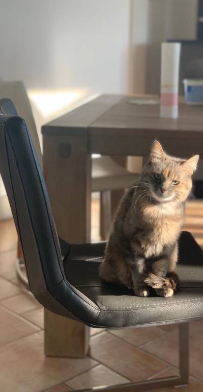 claudie pet sitter à Le Grand-Bornand 74550_5